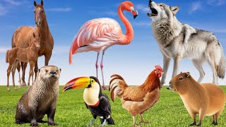 Farm Animal Sounds - Flamingo, Chicken, Fox, Wolf, Horse, Capybara, Otter, Pelican - Learn Animals