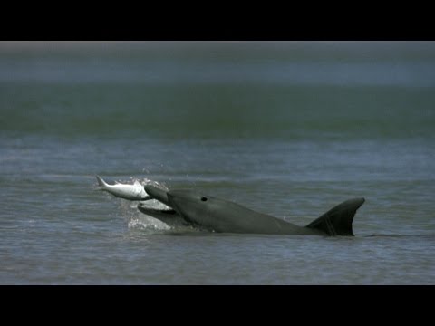 Βίντεο: Pet Scoop: Δελφίνια συνοδεία κολυμβητή μεγάλων αποστάσεων, η Westminster προσθέτει δύο νέες φυλές