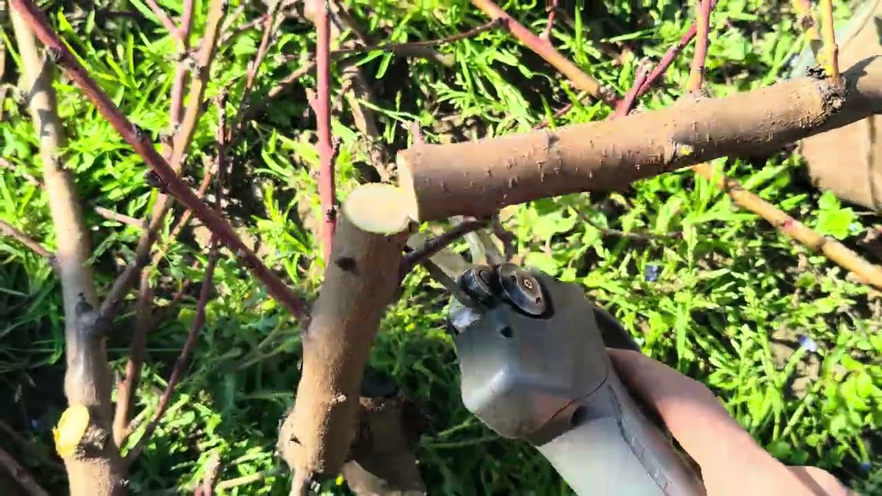 ОШИБКИ ОБРЕЗКИ ПЕРСИКА