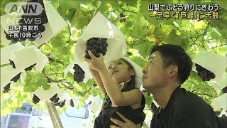 一足早く「巨峰」に舌鼓　山梨でぶどう狩りにぎわう(2023年8月5日)