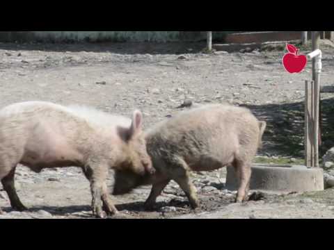 კნოლევის ჭაბურღილიდან სასმელი წყალი ამღვრეული მოდის