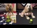 犬のおやつボールを試してみた。アメリカンコッカースパニエル