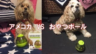 犬のおやつボールを試してみた。アメリカンコッカースパニエル