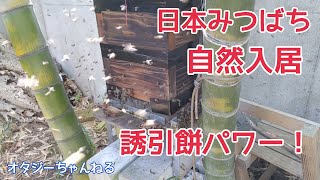 日本みつばち 誘引餅パワー自然入居 オタジーさんちの蜂たち 10番巣箱 第一分蜂 2023年3月31日4月1日