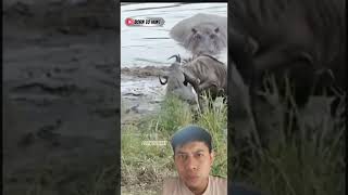 Crocodile Vs Prey Intense Riverbank Hunt With A Hippo Watching