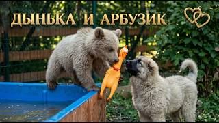 Дынька и Арбузик ищут вчерашний день😜😍 #дынька, #земляпрайда, #tyraheidichow, #bearcub