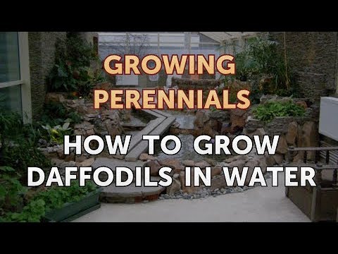 How to Grow Daffodils in Water