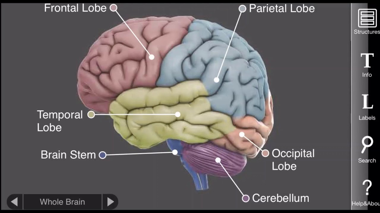 The Lobes of the brain - YouTube