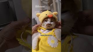 발레복 입은 고양이