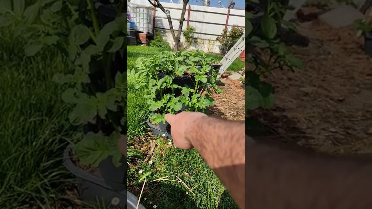 А будет ли урожай картошки?