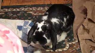 BunSpace Banana Bites II