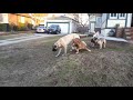 English Mastiff, French Bulldog, Shitzu, English Bulldog playing without a fence