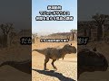 孤島の覇者マジュンガサウルスが共食い!?衝撃の食性