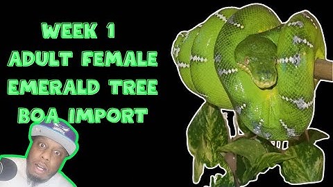 ESTABLISHING WILD CAUGHT ADULT FEMALE EMERALD TREE BOA WEEK 1 #emeraldtreeboa #coralluscaninus