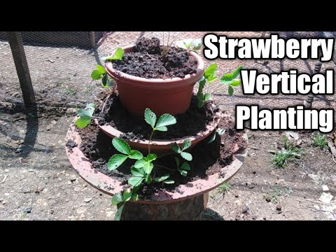 Video: Vertical na pagtatanim ng mga strawberry sa bahay