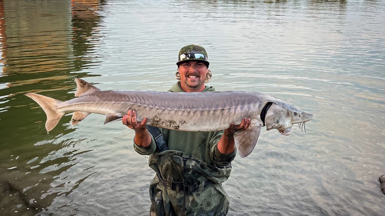 North Saskatchewan River Sturgeon Fishing  Tips Tricks Lures  Catch  Cook