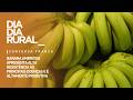 Banana ambrosia apresenta alta resistência às principais doenças e é altamente produtiva