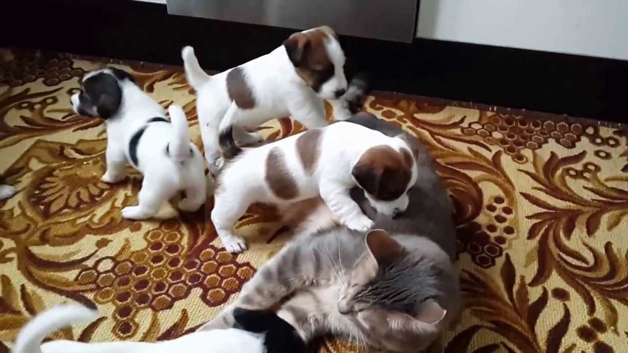 do jack russells get along with cats