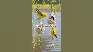 🕊️ راحة القلب تبدأ بآية الكرسي 🕊️#آية_الكرسي#قرآن_كريم#سورة_البقرة #اكسبلور