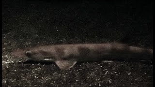 ニホンヤモリザメ Broadfin Sawtail Catshark Galeus Nipponensis Resimi