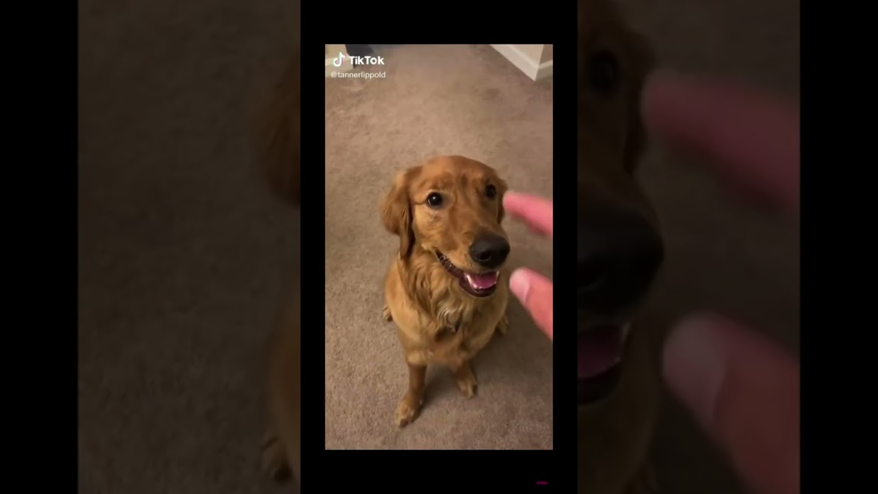 Man puts hand in dogs mouth 