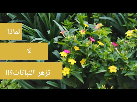فيديو: أسباب عدم ازدهار الدفلى - كيفية الحصول على زهور الدفلى