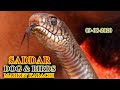 DOGS AND EXOTIC BIRDS MARKET SADDAR KARACHI 9-8-20 SNAKE AND EXOTIC BIRDS LATEST UPDATES VIDEO