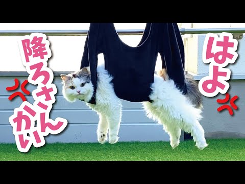 天気が良いので猫を干してみたらめちゃめちゃ怒られました【おしゃべりする猫】