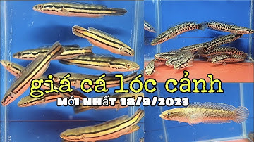 Giá Cá Lóc Cảnh 18/9/2023.@CakiengVn