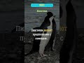 Пингвины делают предложения с помощью...?  #пингвины  #животные  #факты