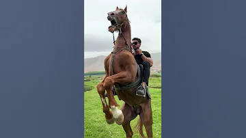 اقوى شخص يركب خيل 