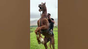 اقوى شخص يركب خيل 
