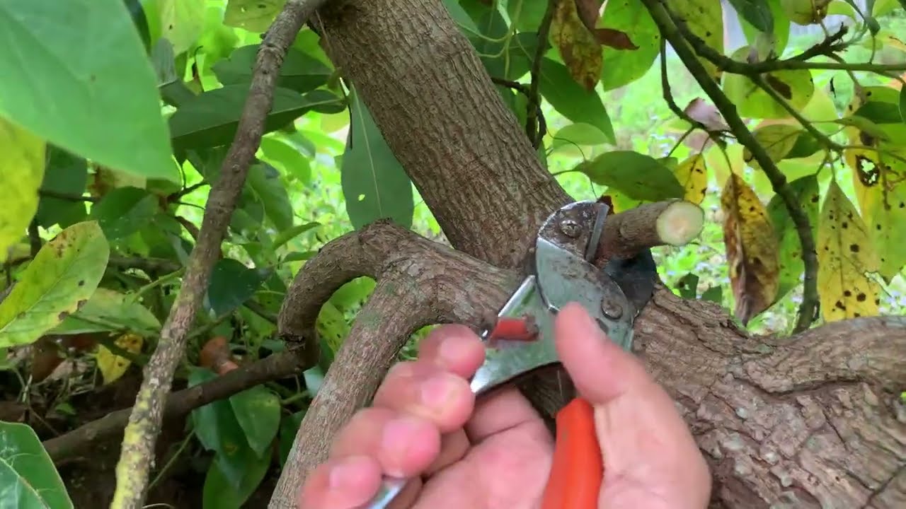 PRUNING EXTREM POHON ALPUKAT NEMPEL KE TANAH