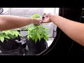 Comparing the Different Types of Plant Training Techniques | #Shortvlog 2