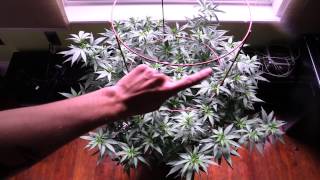 Dank Journal Week 3: Full Garden Update