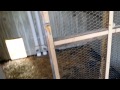 DIY completed chicken coop from old shed DIY completed chicken coop from old shed