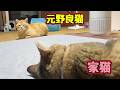 懸命に近づこうとしてますが…【元野良猫】【獣】【野良猫】