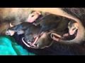 Baby opossums peeking out of mother's pouch