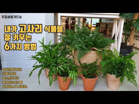 실내에서 고사리 싱싱하고 풍성하게 키우는 6가지 방법//6 ways to grow fern indoors in abundance and freshness