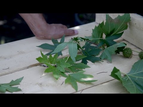 Video: Wat is die kategorieë van bome?