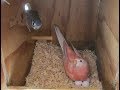 Bourke Parakeets Newly Hatched, day-by-day from 4 Tame Hens