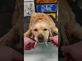 Wan Wan's Flight: Can Dogs Soar? 🐕🌤️ DogFlying CatOwnerChallenge
