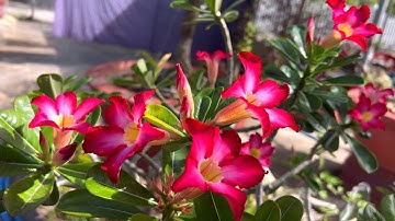 Hướng dẫn xử lý hoa sứ nở đúng tết năm 2025 xem để biết cách làm