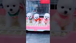 teacup dog breeds / teacup puppies 🐕 mini wood toy art / hand craft #shorts #dog #toys #cute #puppy