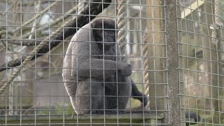 The Cruel Reality of Primate Pet Ownership | Dan O’Neill Investigates | BBC Studios