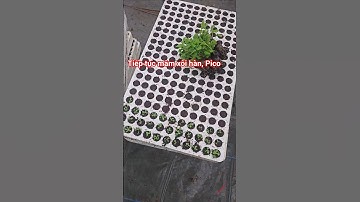 Ra vỉ tiếp mâm xôi hàn và cúc Pico #mamxoihan #cucpico #caygiongmamxoihan #caygiongpico