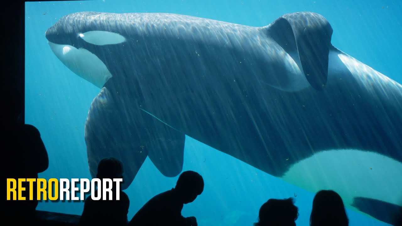 Film backdrop image for Freeing Willy (2015)