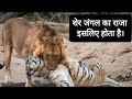 शेर और बाघ मे कौन ज्यादा खतरनाक है ? Who is more dangerous between a lion and a tiger?