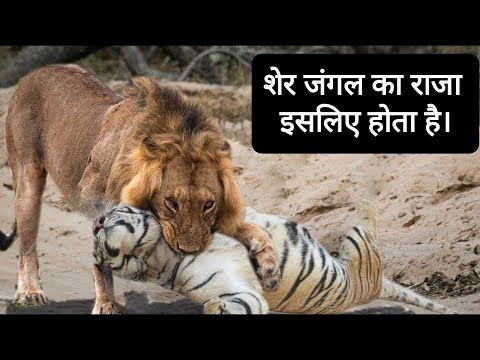 वीडियो: क्या असली बग खतरनाक हैं?