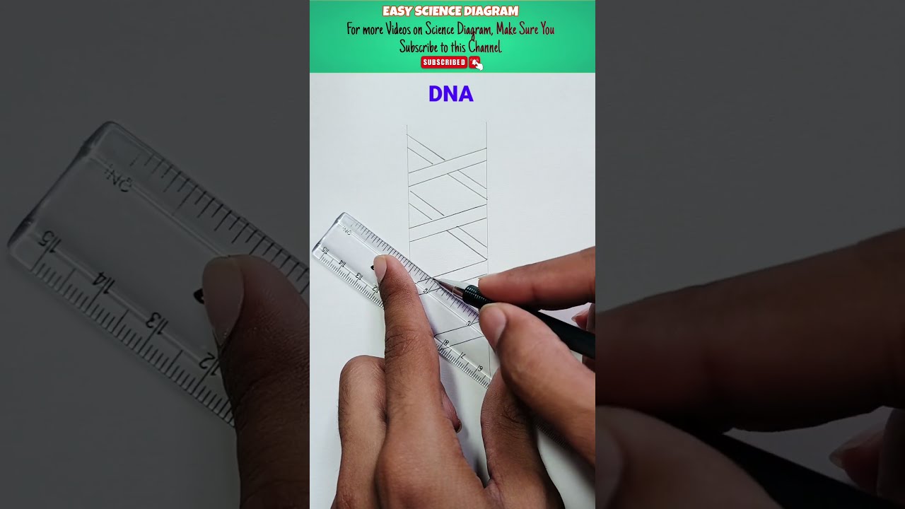 How To Draw Double DNA Helix Diagram Helixdiagram Sciencediagram